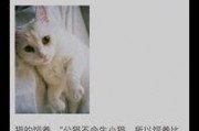 娱乐吃瓜酱猫叫